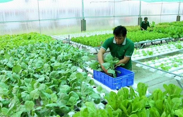 Vietnam seeks ways to increase export of organic farm produce ảnh 1 Vietnam seeks ways to increase export of organic farm produce ảnh 1