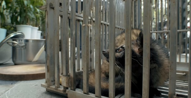 ENV film warns of health risks from wildlife consumption ảnh 1 ENV film warns of health risks from wildlife consumption ảnh 1