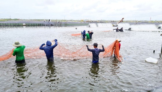 People are harvesting shrimp for export People are harvesting shrimp for export