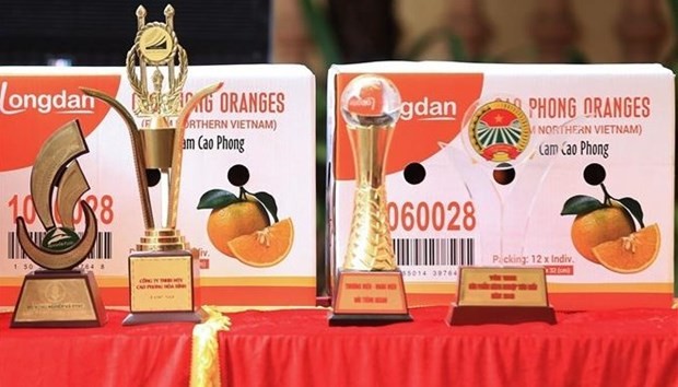Orange grown in Cao Phong district is a famous specialty of Hoa Binh province. (Photo: VNA) Orange grown in Cao Phong district is a famous specialty of Hoa Binh province. (Photo: VNA)
