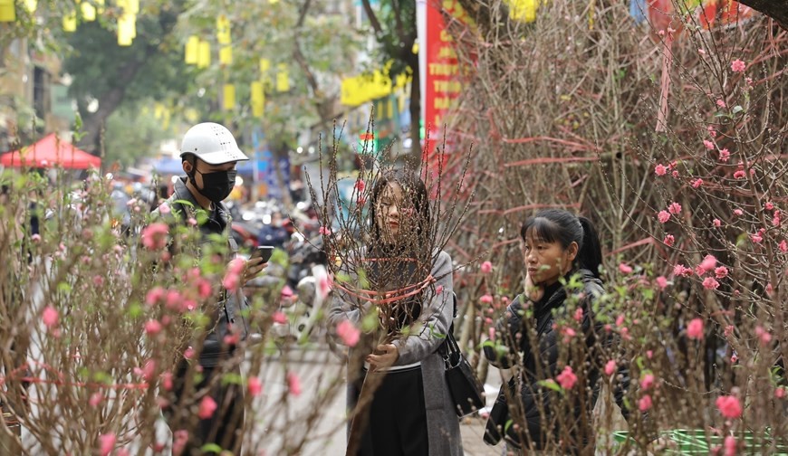 Peach blossoms are indispensable decorations in northern Vietnam during Tet. (Photo: VNA)