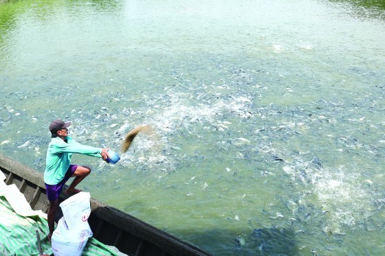 Pangasius farmers are worrying about increased feed prices