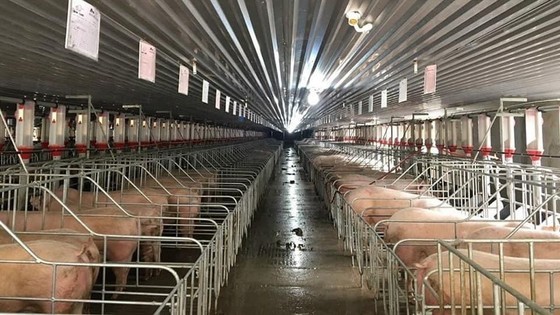 Vietnamese-made African swine fever vaccine meets immunological responses ảnh 1 Vietnamese-made African swine fever vaccine meets immunological responses ảnh 1