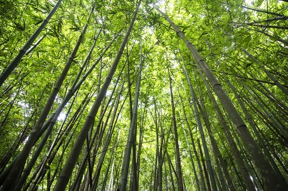 Bamboo in the forest