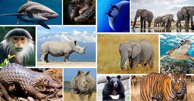 Community makes concerted efforts to limit extinction of wildlife species