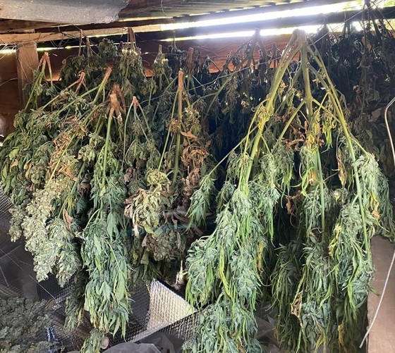 Cannabis is hidden in the couple's house Cannabis is hidden in the couple's house