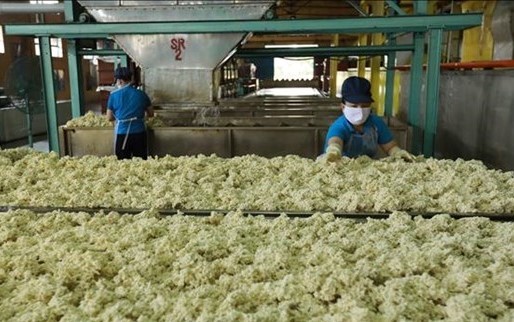 Rubber industry needs better grip on competitiveness in int’l market (Photo: VNA)