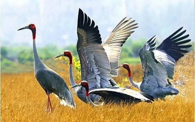 Red-headed cranes (Grus antigone) at Tram Chim National Park (Photo: VNA) Red-headed cranes (Grus antigone) at Tram Chim National Park (Photo: VNA)