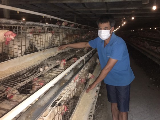 Owners of poultry farms face difficulties because of cheap imported poultry meat Owners of poultry farms face difficulties because of cheap imported poultry meat