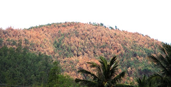 Fire destroys tens of hectares of acacia of households in Trung Trinh village in Xuan Phuong Commune of Phu Yen Province (Photo: SGGP)