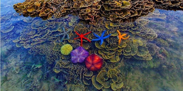 Hon Yen coral reef in Phu Yen (Source: Industry and Trade Magazine)