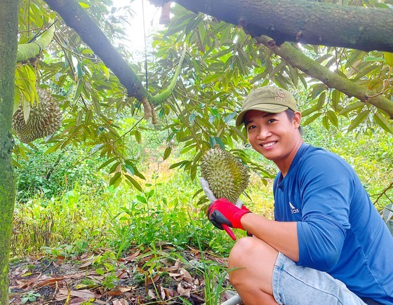 A visitor experiences picking durian right in the garden in Tien Giang A visitor experiences picking durian right in the garden in Tien Giang