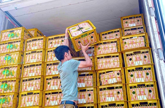 Workers in Can Tho City load the first shipment of durians for official export to China Workers in Can Tho City load the first shipment of durians for official export to China