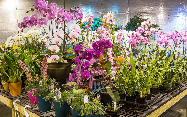 High-tech applications help Hanoi flower growers earn higher incomes (Photo: thanhnien.vn)