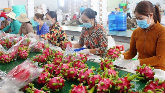 Poor infrastructure for storage leads to post-harvest loss. Workers process fruits for exports in Long An Province Poor infrastructure for storage leads to post-harvest loss. Workers process fruits for exports in Long An Province