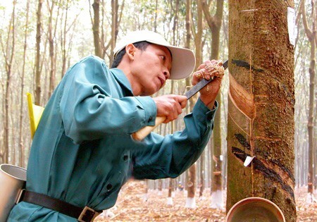 Rubber exports see decrease due to demand decline in first 6 months Rubber exports see decrease due to demand decline in first 6 months