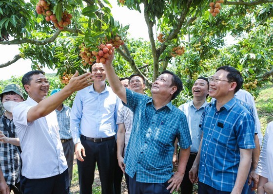 Minister Le Minh Hoan and leaders of Bac Giang Province visit a lychee garden in Chao village in Giap Son Commune of Luc Ngan District. Minister Le Minh Hoan and leaders of Bac Giang Province visit a lychee garden in Chao village in Giap Son Commune of Luc Ngan District.