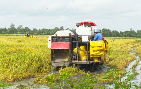 Farmers in the Mekong Delta harvest rice Farmers in the Mekong Delta harvest rice