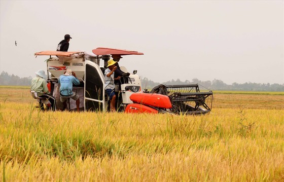 Farmers in the Mekong Delta harvest rice Farmers in the Mekong Delta harvest rice