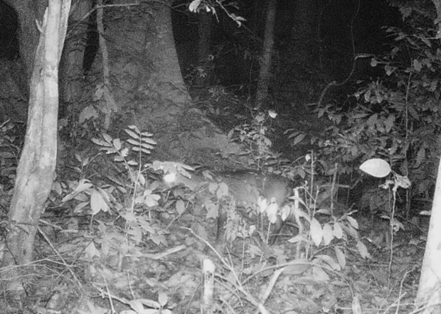 A suspected individual of Saola is photographed by a camera trap at Phong Nha - Ke Bang National Park in Quang Binh province in 2019. (Photo: Quang Binh Online)