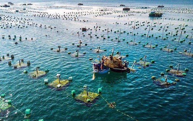 Vietnam has the advantage of a long coastline and sufficient water surface area for developing both brackish and freshwater aquaculture. (Photo: vneconomy.vn)