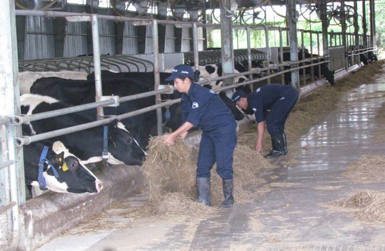 Modern, closed livestock farms in the Southern Province of Tay Ninh Modern, closed livestock farms in the Southern Province of Tay Ninh