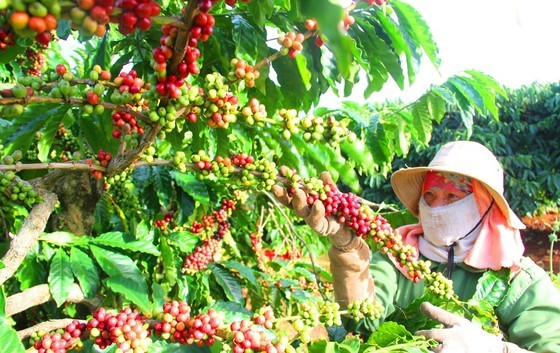 Central Highlands provinces grow coffee in sustainable way Central Highlands provinces grow coffee in sustainable way