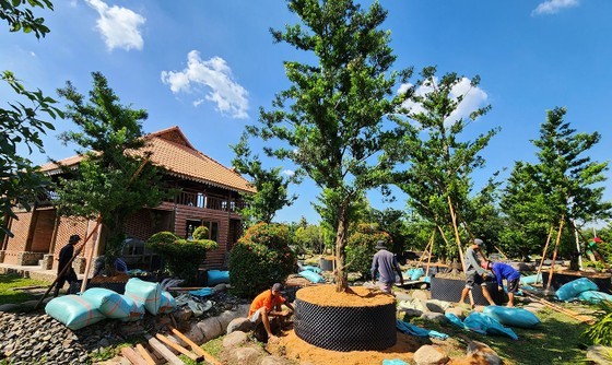 Farmers plant vegetables, fruits and ornamental flowers for the Tet market