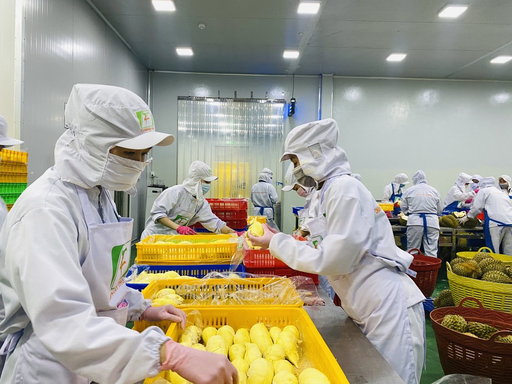 Workers of an exporter process frozen durian for exports durian-6337.jpg