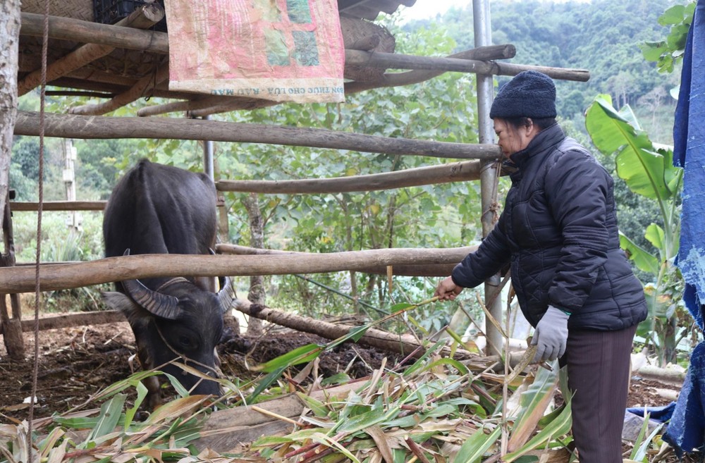 Over 600 cattle died as cold temperatures battered Northern localities cattle-1592.jpg