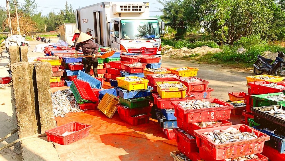 Fishermen have bumper catch of trieng fish and sea anchovies fish-747.jpg