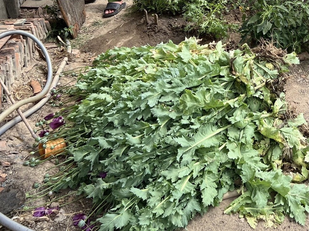 Policemen detect poppy plants drug-4853.jpg