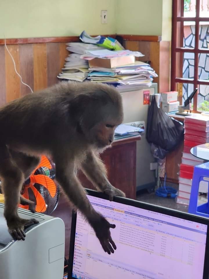 A monkey wreaks havoc khi-7867.jpg