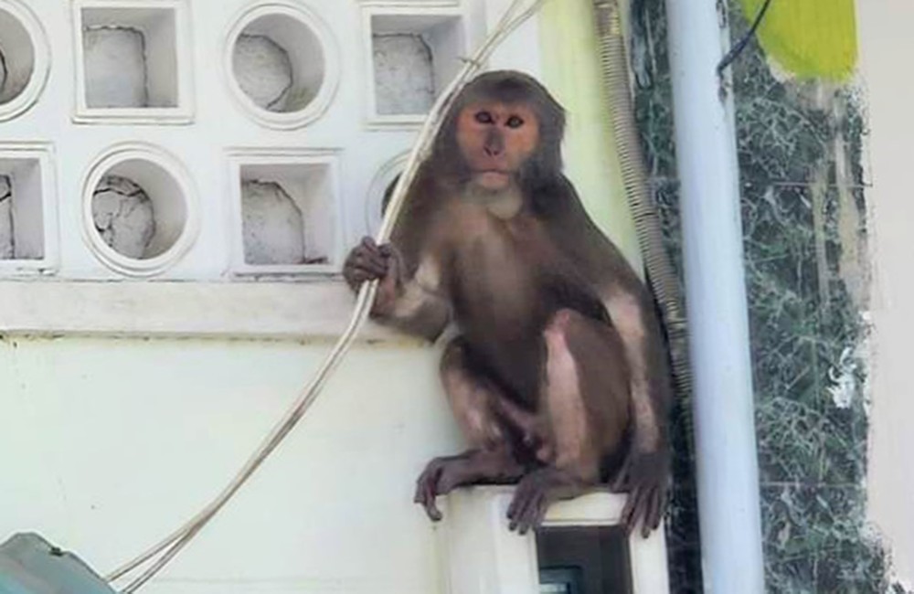 A monkey is seen in people's house monkey-7233.jpg