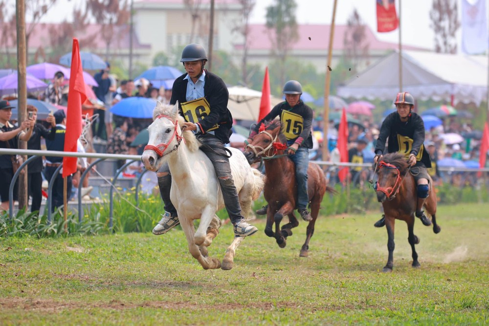 Horse riders compete in final round of the 2024 Shanrila Muong Lo horse race ảnh 1 1.jpg