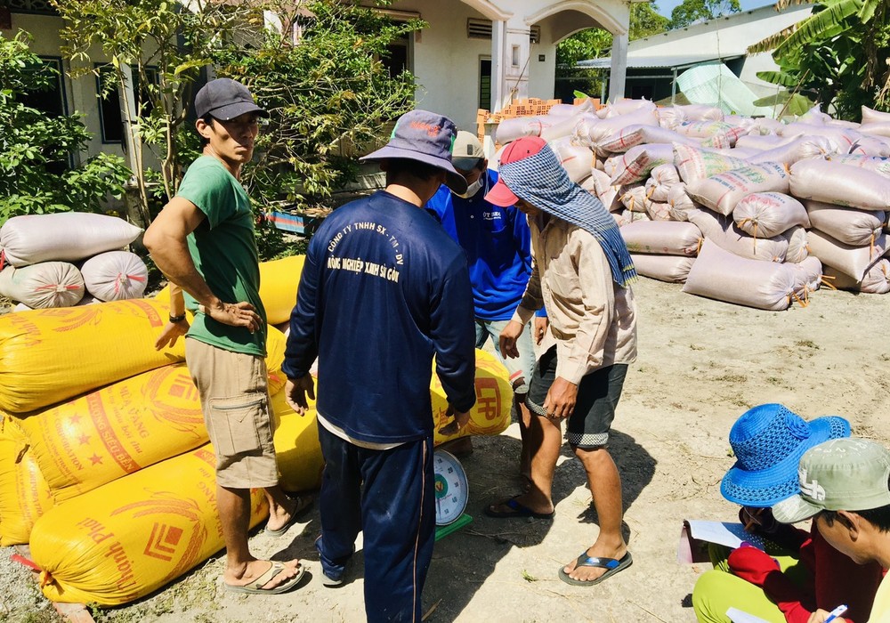 Traders buy rice at paddy field in the Mekong Delta 10-11-nong-dan-dbscl-ban-lua-tuoi-cho-thuong-lai-tai-ruong-6322.jpg.jpg