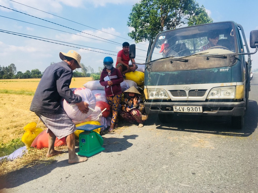 Traders buy rice at paddy field in Hau Giang rice.jpg
