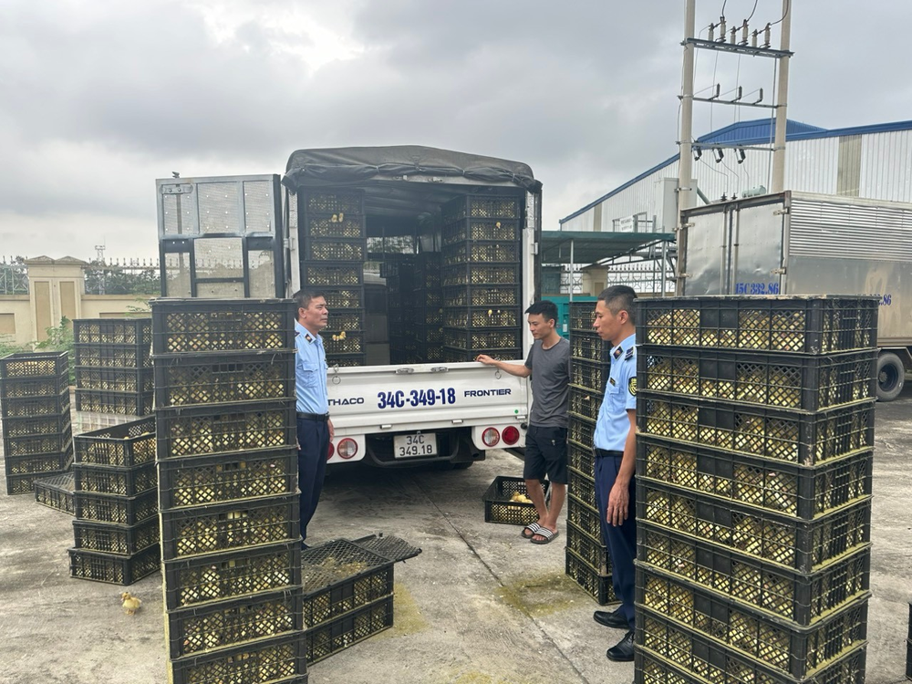 More than 15,000 smuggled duck breeds are caught on the night of May 3 in Mong Cai City of Quang Ninh Province smuggling.png