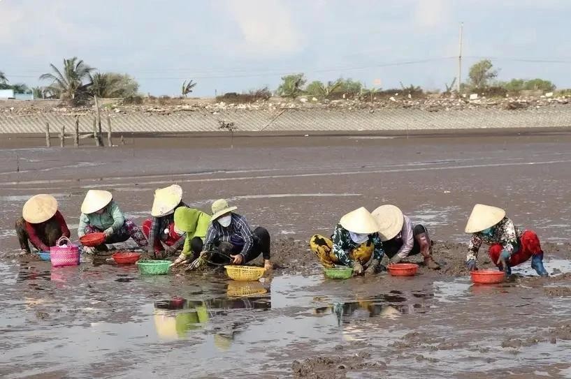 Clam exploitation in the Mekong Delta region. (Photo: VNA) BEN TRE.webp