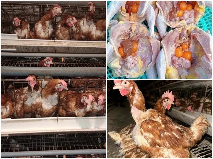 poultry.jpg