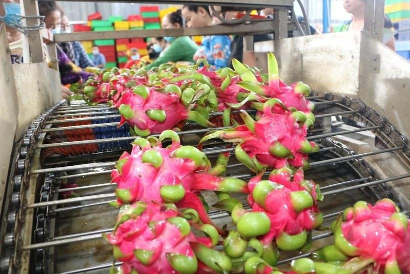 Processing dragon fruit for exports (Photo: VNA) dragon-fruit-vna.jpg