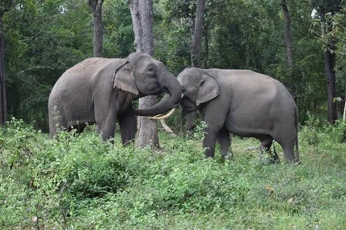 The elephant-friendly tourism model is introduced in the province to replace elephant riding and elephant performances. voi.jpg