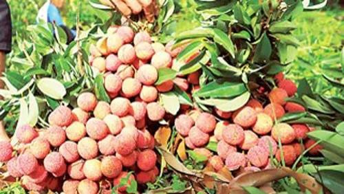 fruit.jpg