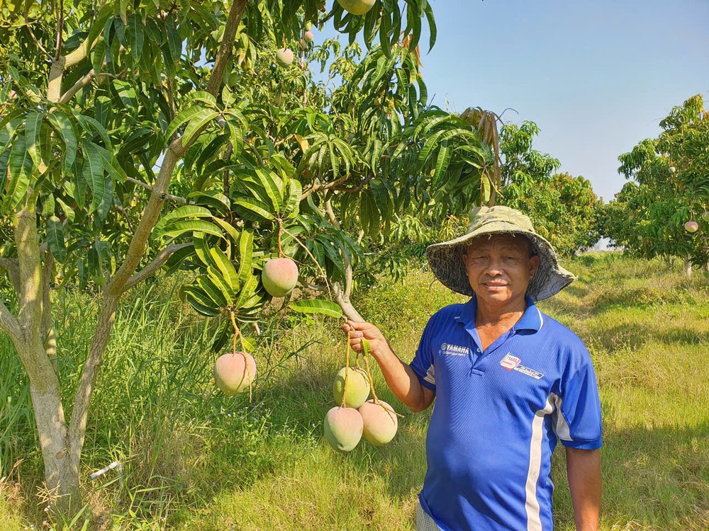 Farmers in Cam Lam District are facing significant distress due to a severe lack of buyers for their Australian mangoes. mango.jpg
