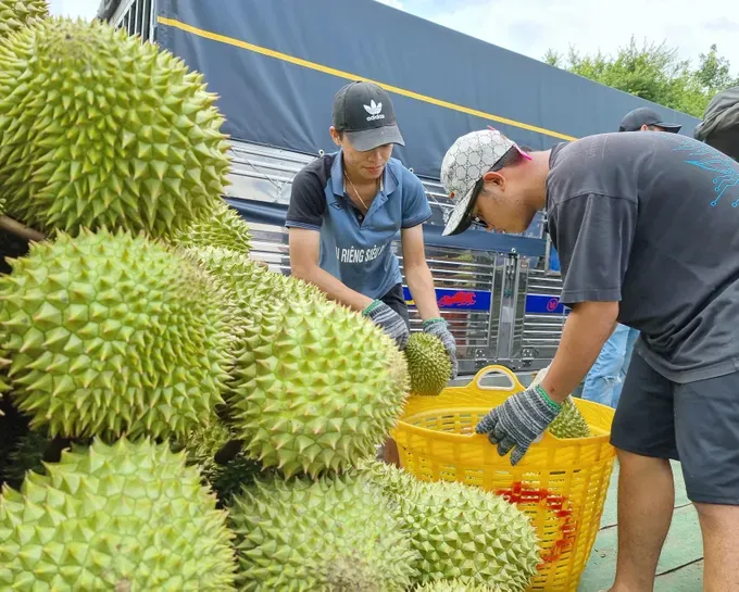 The Ministry of Agriculture and Environment will tighten the management of planting area codes to prevent code fraud sau-rieng-5-5843-5197.jpg