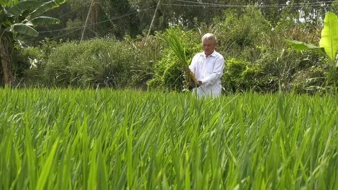 Economic rice production in the buffer zone of Tram Chim National Park. rice.jpg