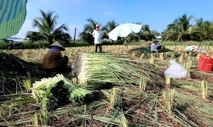 Farmers in Tan Phu Dong islet district of Tien Giang Province successfully converts ineffective rice growing land to lemongrass growing to serve domestic demand and export. chuyen cay trong.jpg