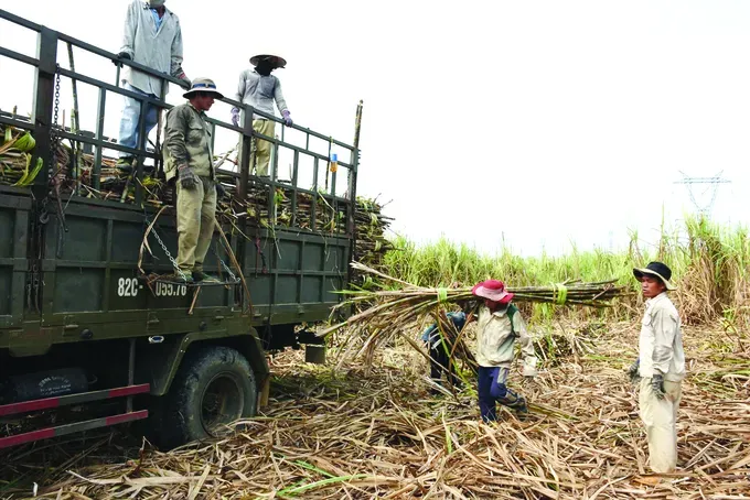 Traders buy sugarcane from farmers in the fields in An Thanh Commune in Dak Po District of Gia Lai Province 1h-3116-5519.jpg