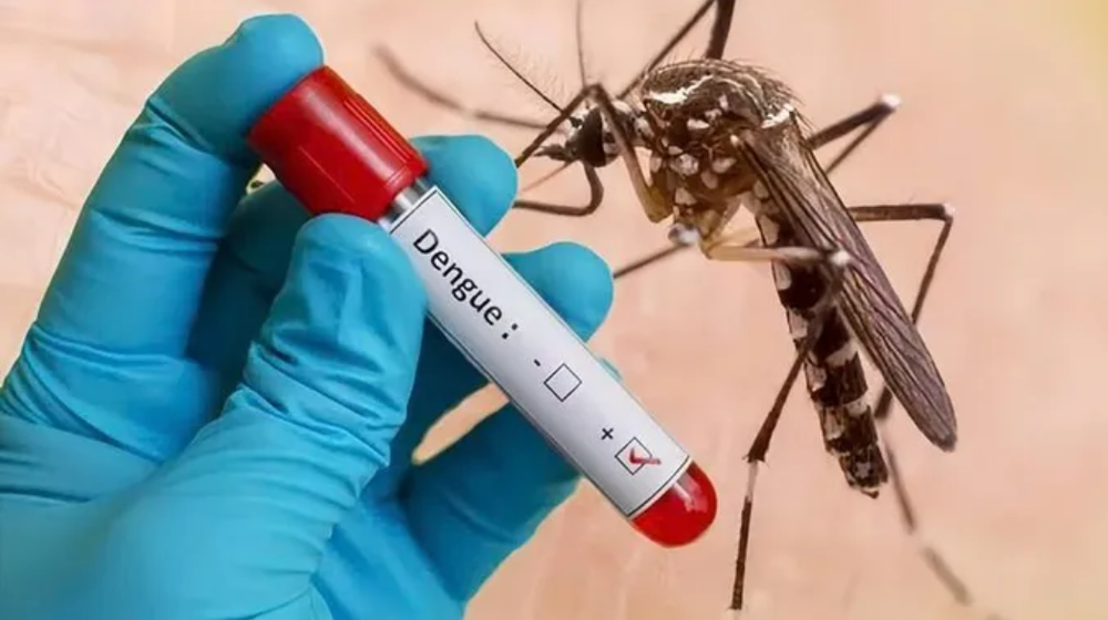 dengue.jpg