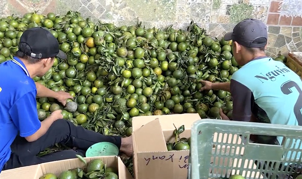 Many orange growers sell the fruit roadside to boost sales orange.jpg